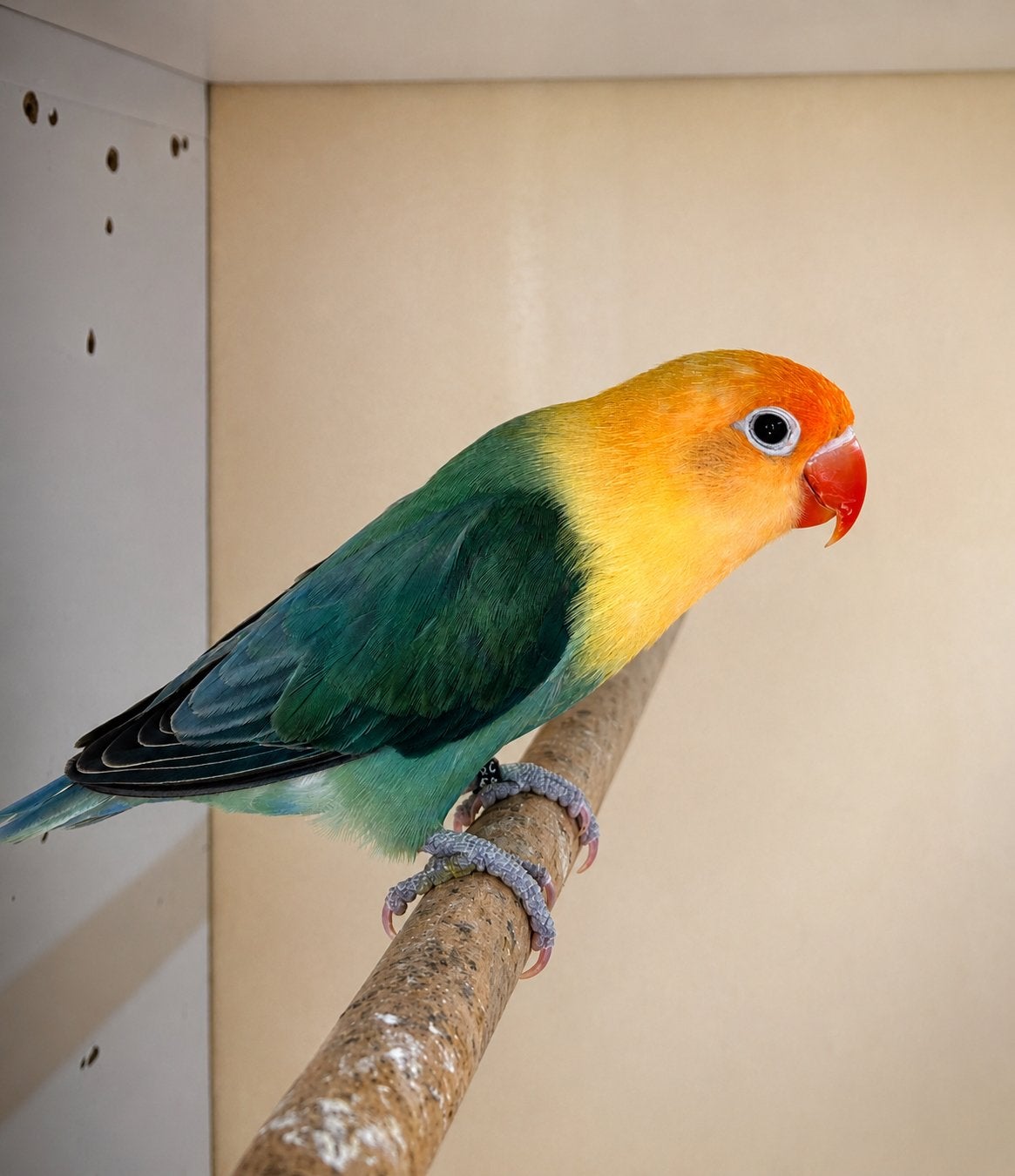 Fischeri Opaline D B1B2, Dieren en Toebehoren, Mannelijk, Dwergpapegaai of Agapornis