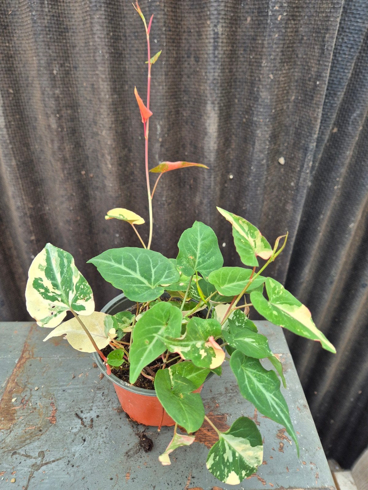 Fallopia Multiflora variegata p12 (5)