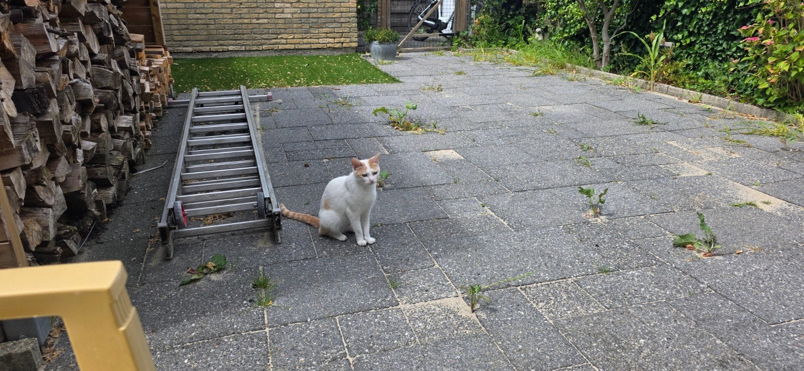poes te koop, Dieren en Toebehoren, Poes, Kortharig, 3 tot 5 jaar