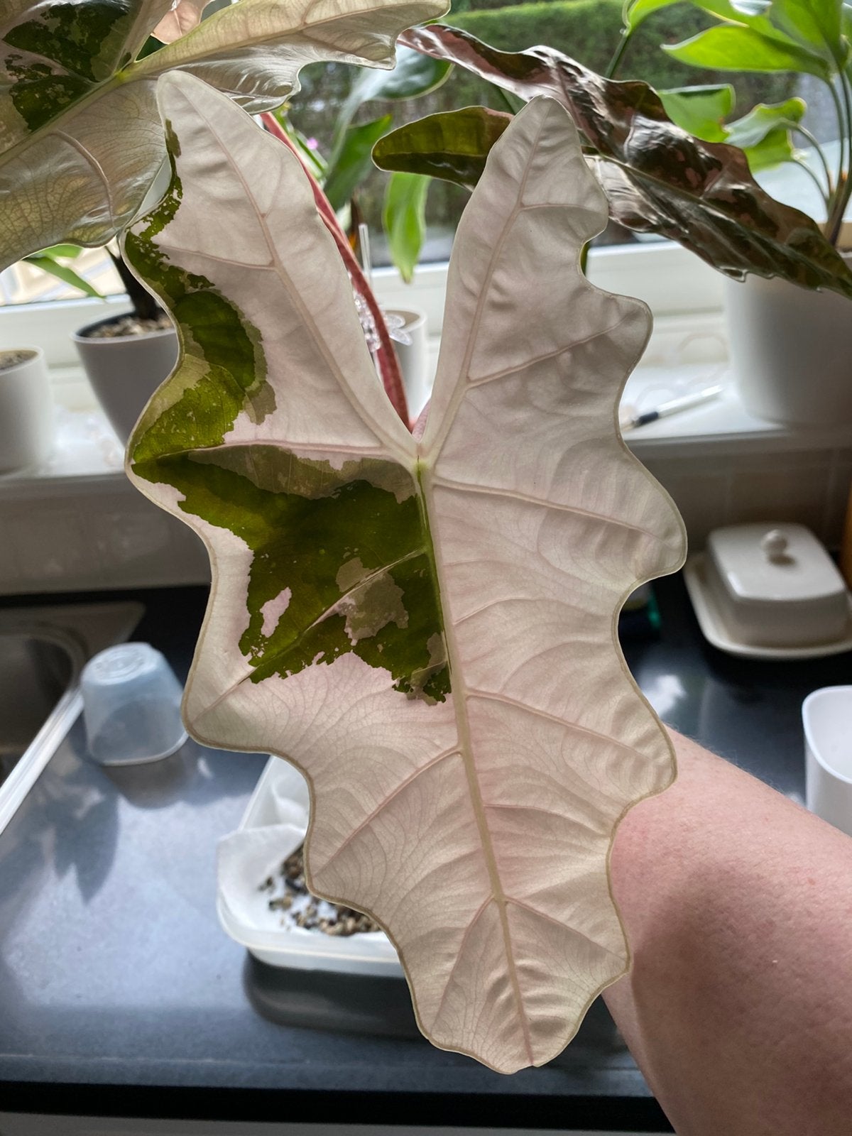 Alocasia pseudosanderina pink corms, Volle zon, Bloeit niet, Minder dan 100 cm, Overige soorten