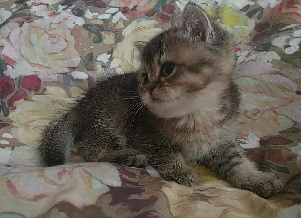 Kittens, Britse Korthaar, Katers., 0 tot 2 jaar