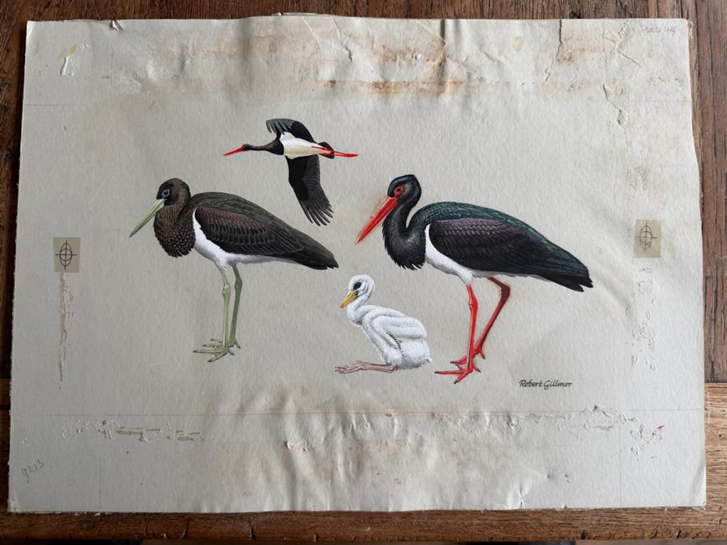 Antieke prent: Zwarte Ooievaar door Robert Gillmor, Antiek en Kunst, Ophalen