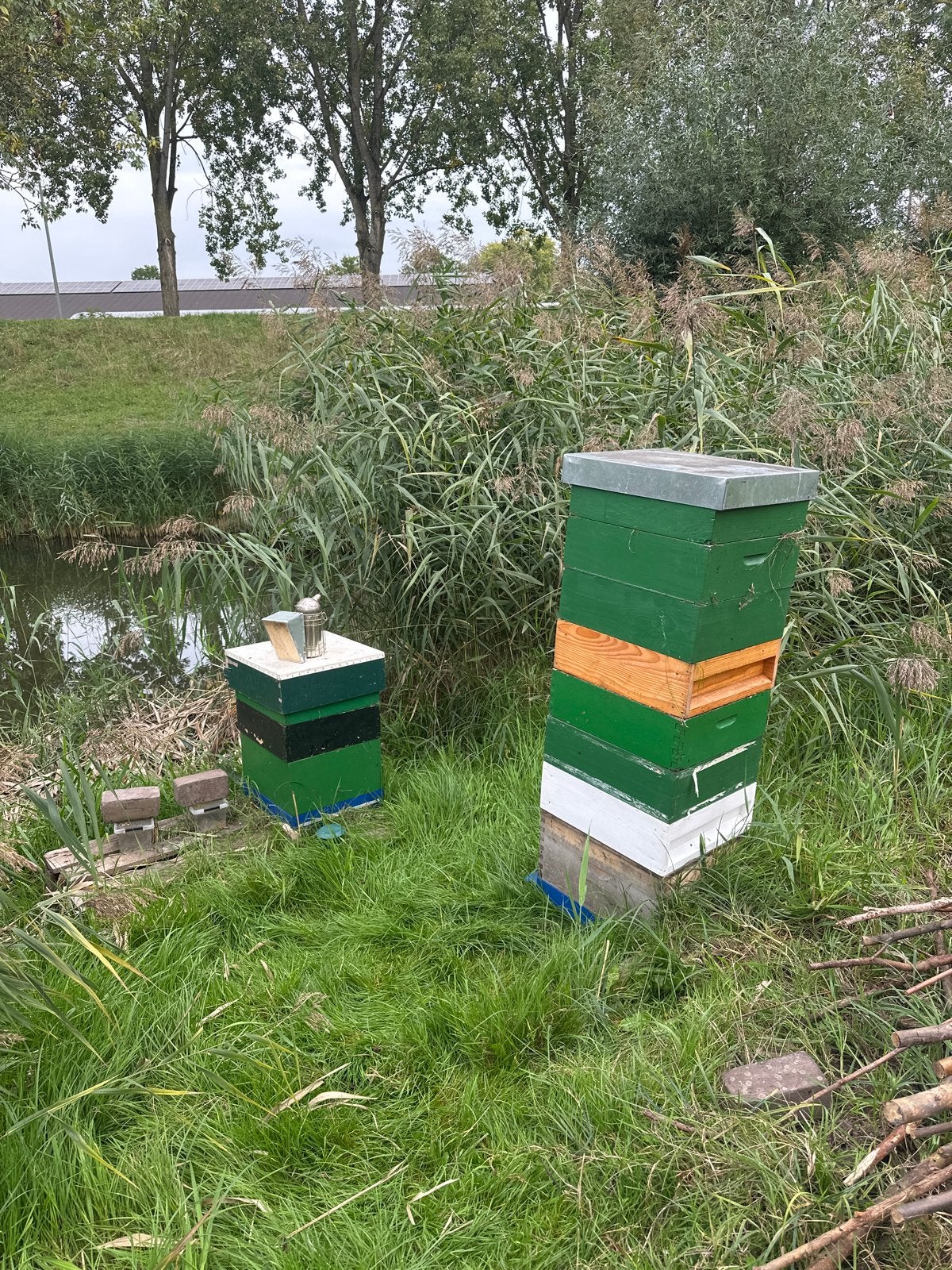 Buckfast bijenvolken, April, Vrouwelijk