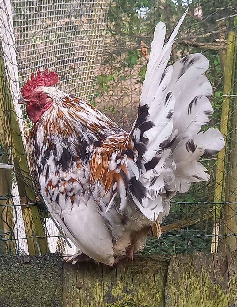 Mooi sabelpoot kriel haantje, Dieren en Toebehoren, Pluimvee, Mannelijk, Kip