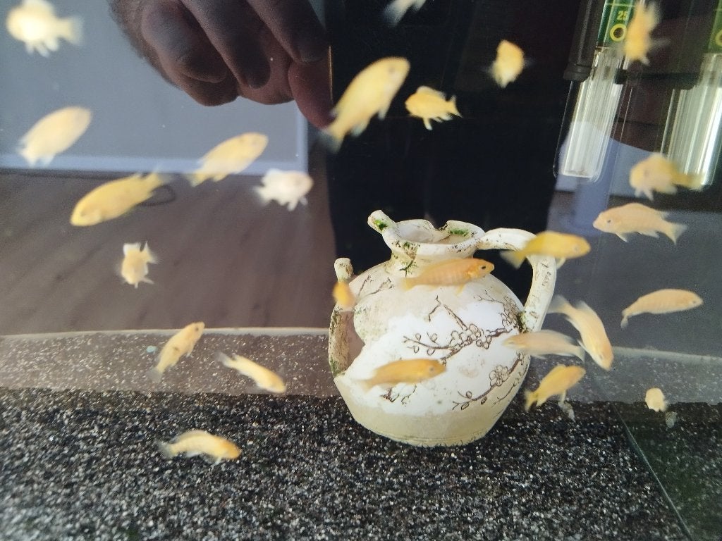 Malawi Gele Prinses Te Koop, Dieren en Toebehoren, Vissen | Aquariumvissen, Vis