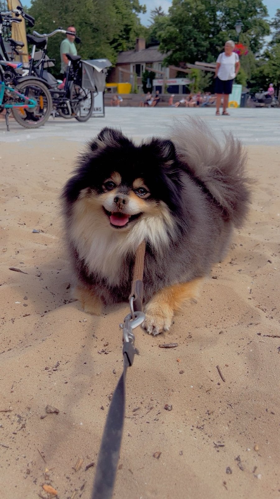 Lieve pomeriaan, Dieren en Toebehoren, Honden | Dekreuen, Reu, CDV (hondenziekte), Eén hond, 3 tot 5 jaar