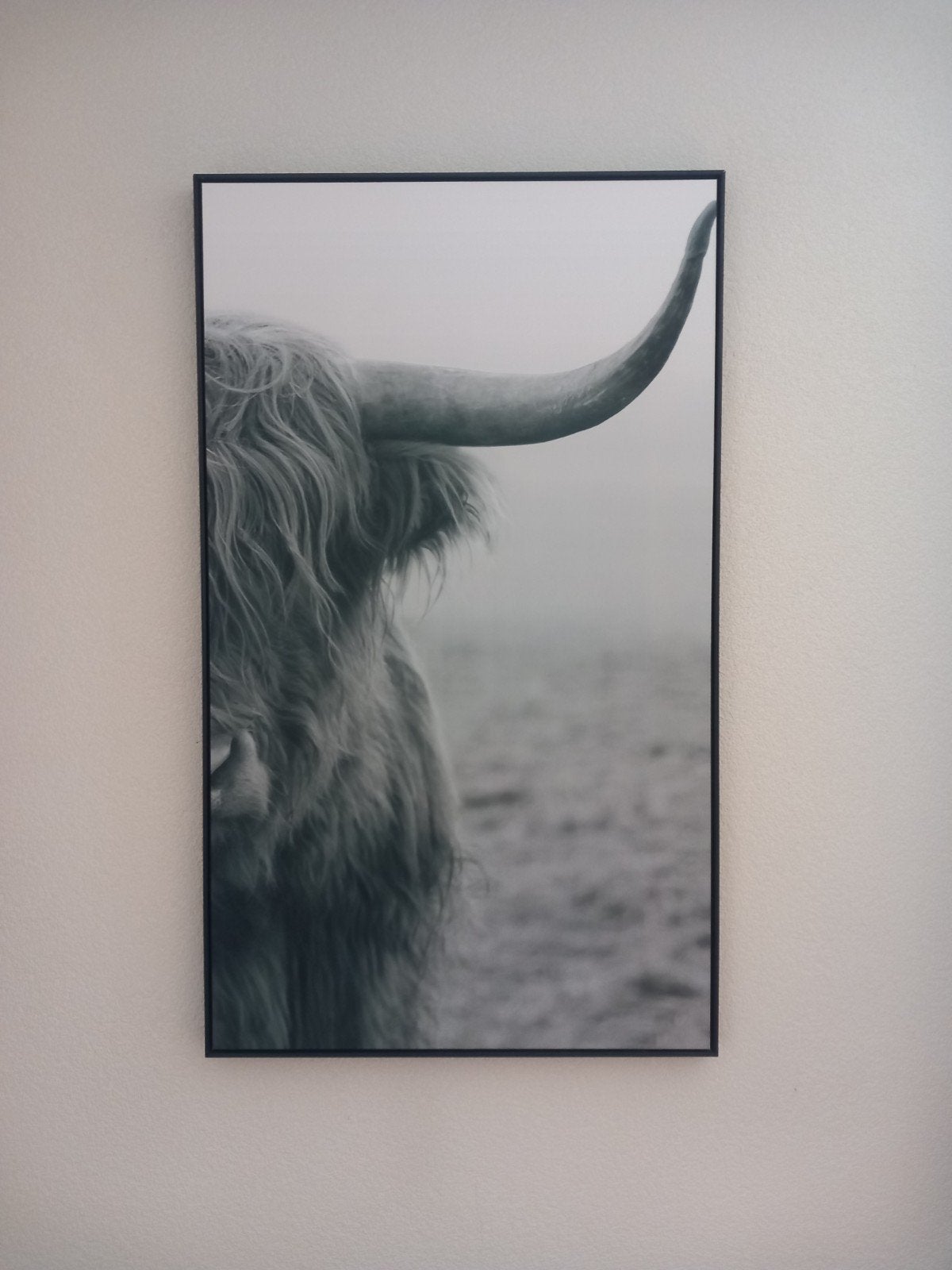 Canvas hooglander wisent bizon bison 70 x 117, Ophalen, 50 tot 75 cm, Foto of Poster
