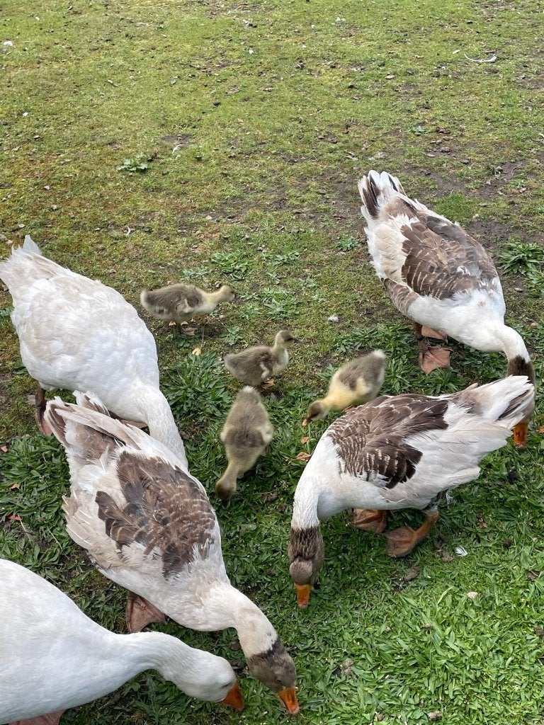 jonge gans ganzen, Dieren en Toebehoren, Meerdere dieren, Gans of Zwaan