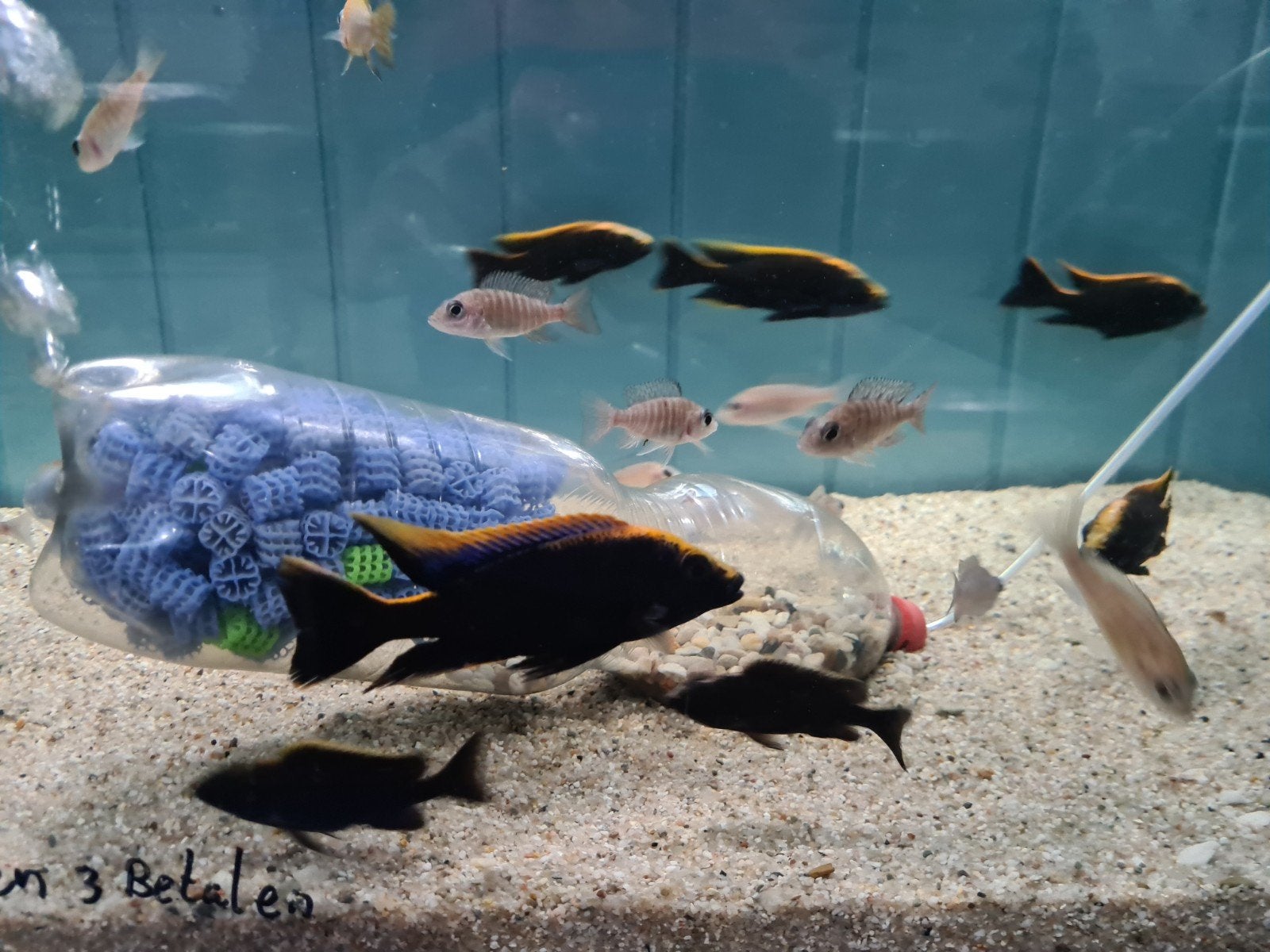 Otopharynx Black Orange Malawi Cichliden XL, Dieren en Toebehoren, Vissen | Aquariumvissen, Vis, Zoetwatervis