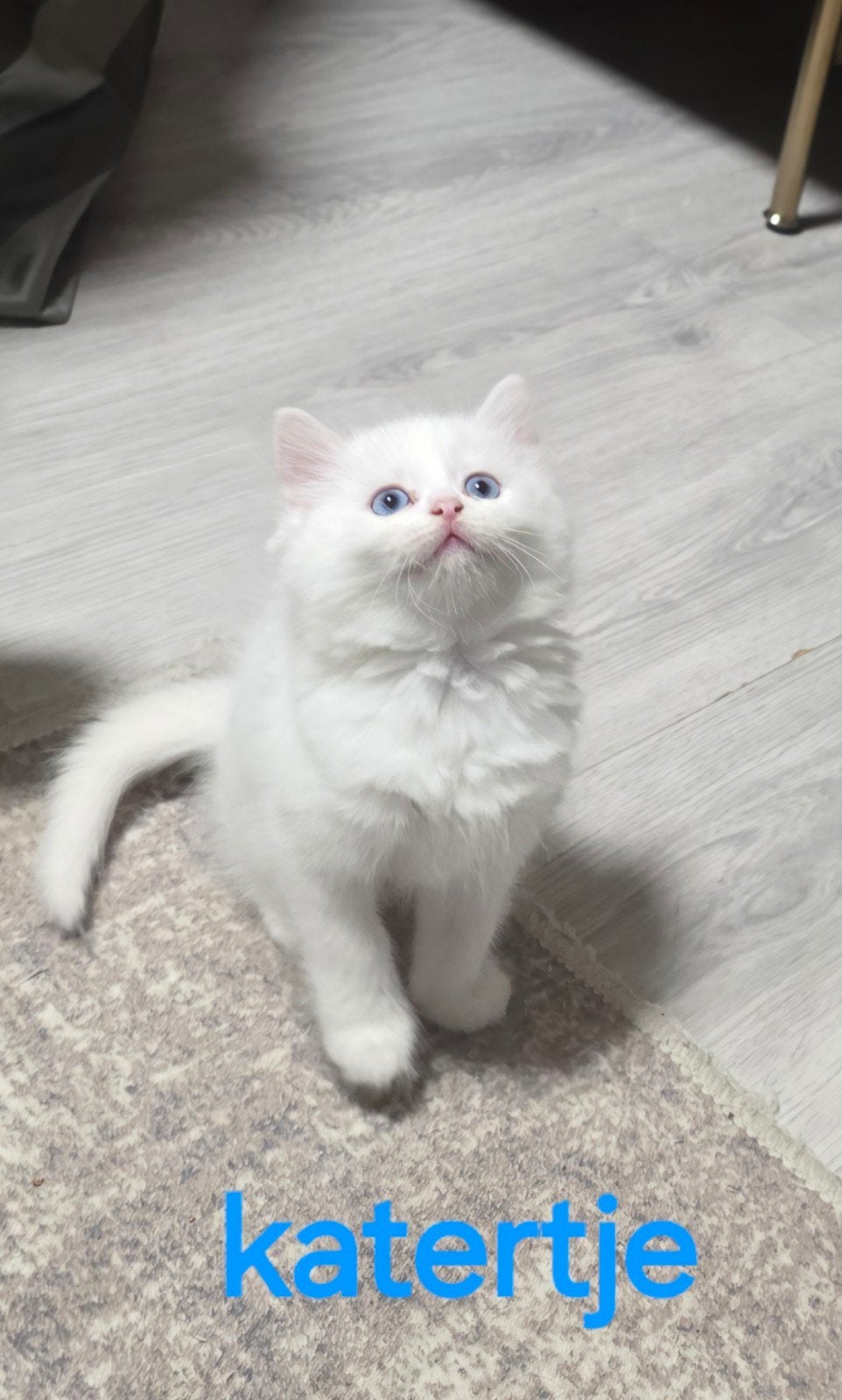 kittens Lilac-witte–Ragdoll  British
