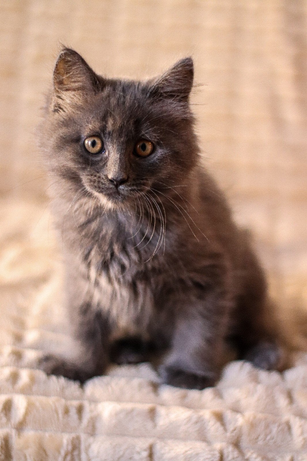 Maine Coon x Ragdoll kittens, Meerdere dieren, Ontwormd, 0 tot 2 jaar