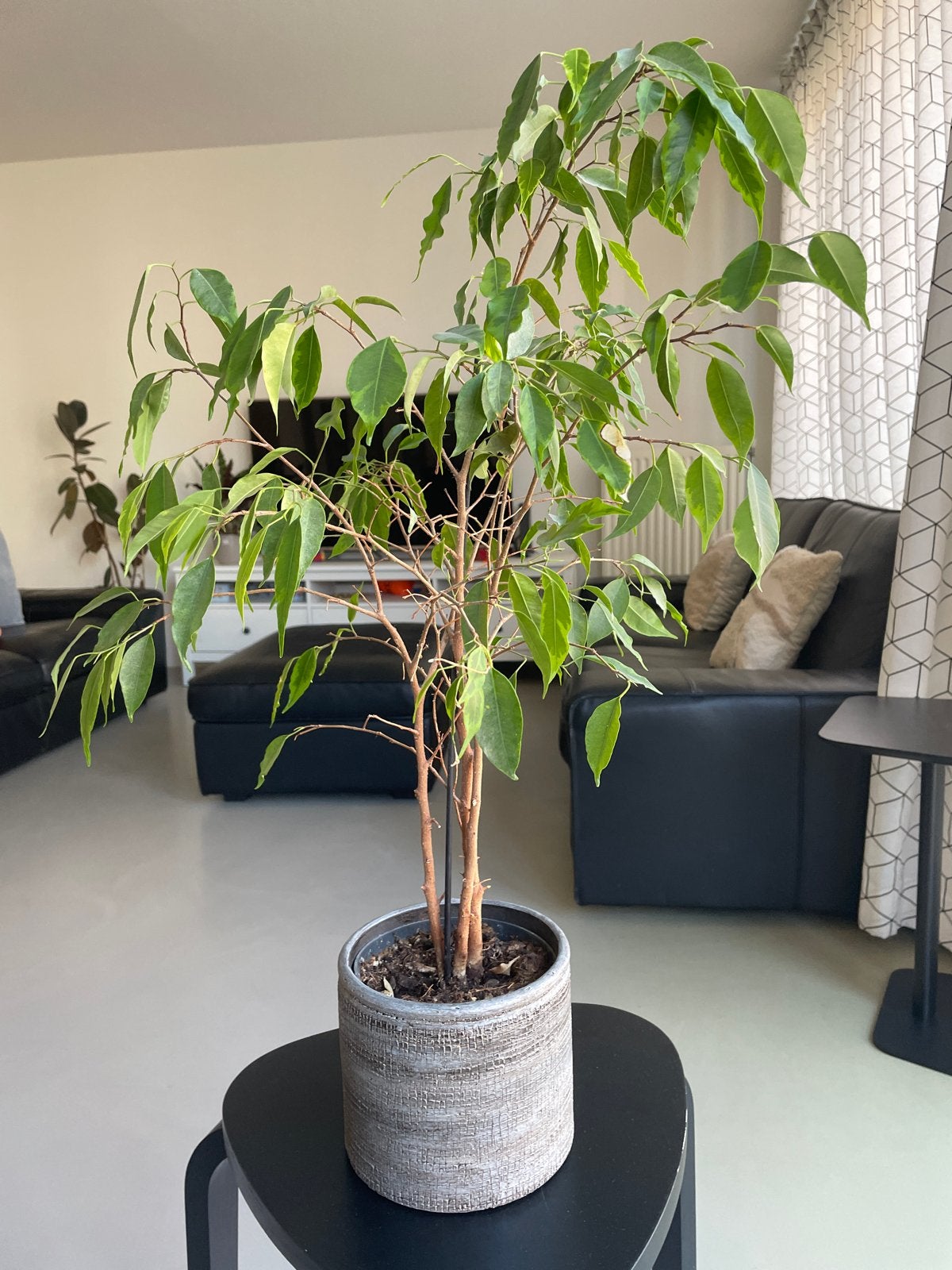 Mooie Ficus plant met pot, Huis en Inrichting, Ophalen, Ficus, Halfschaduw, In pot
