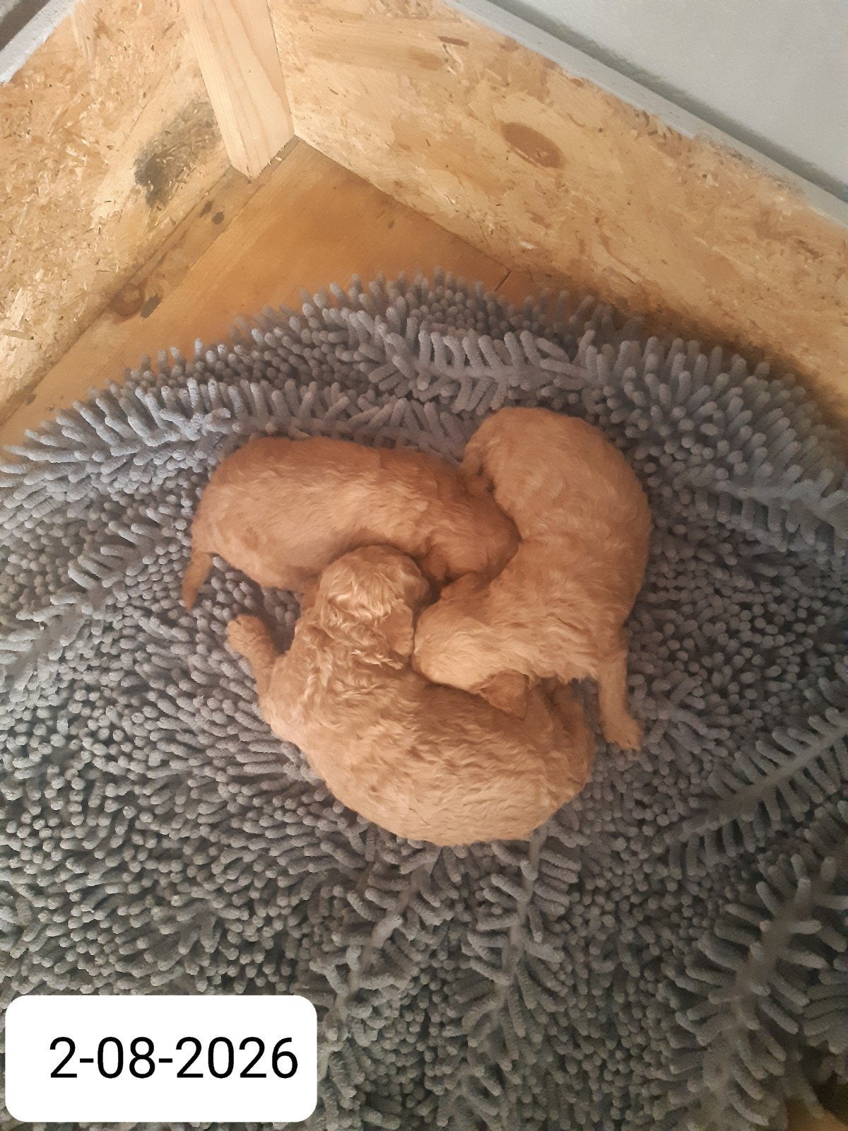 toy poedel puppy.s, Parvo, Reu, 8 tot 15 weken, Meerdere