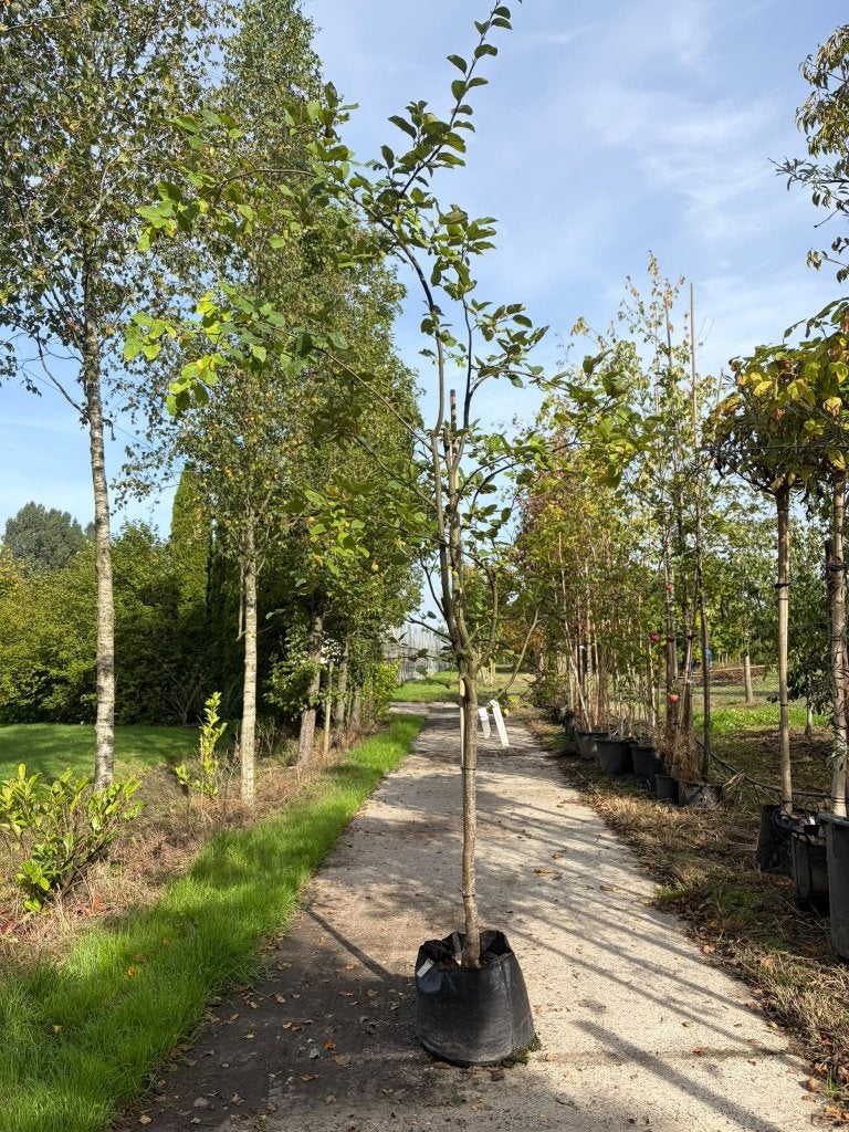Kweepeer fruitboom Cydonia oblonga 'Robusta'  outlet, Ophalen, Lente, Volle zon, 250 tot 400 cm