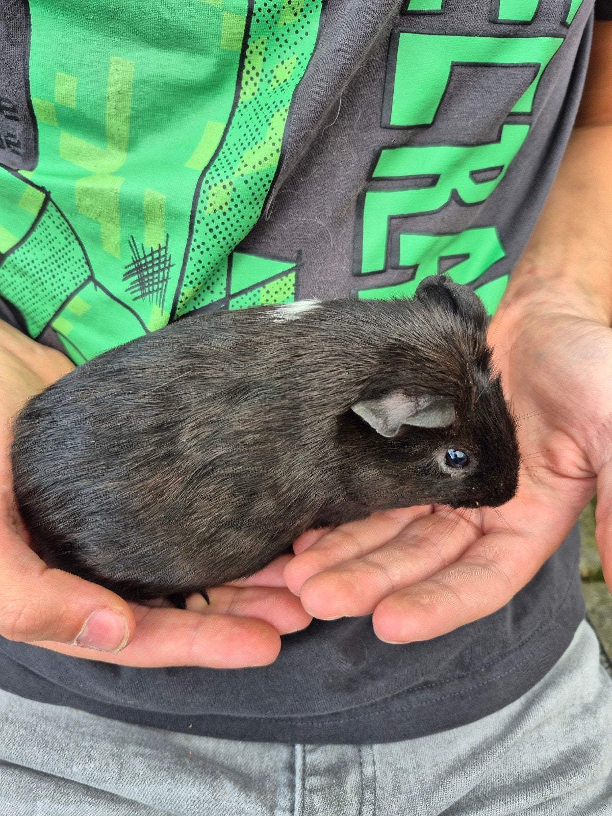 beertje 1-7, Dieren en Toebehoren, Cavia, Mannelijk, Juli, Tam