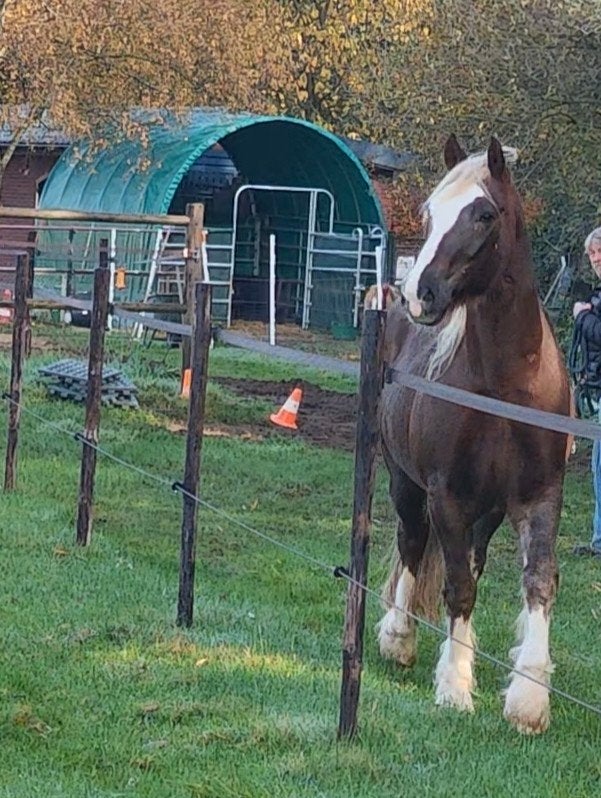 Growi weidetent, schuilstal of paardenbox, Dieren en Toebehoren, Ophalen, Zo goed als nieuw