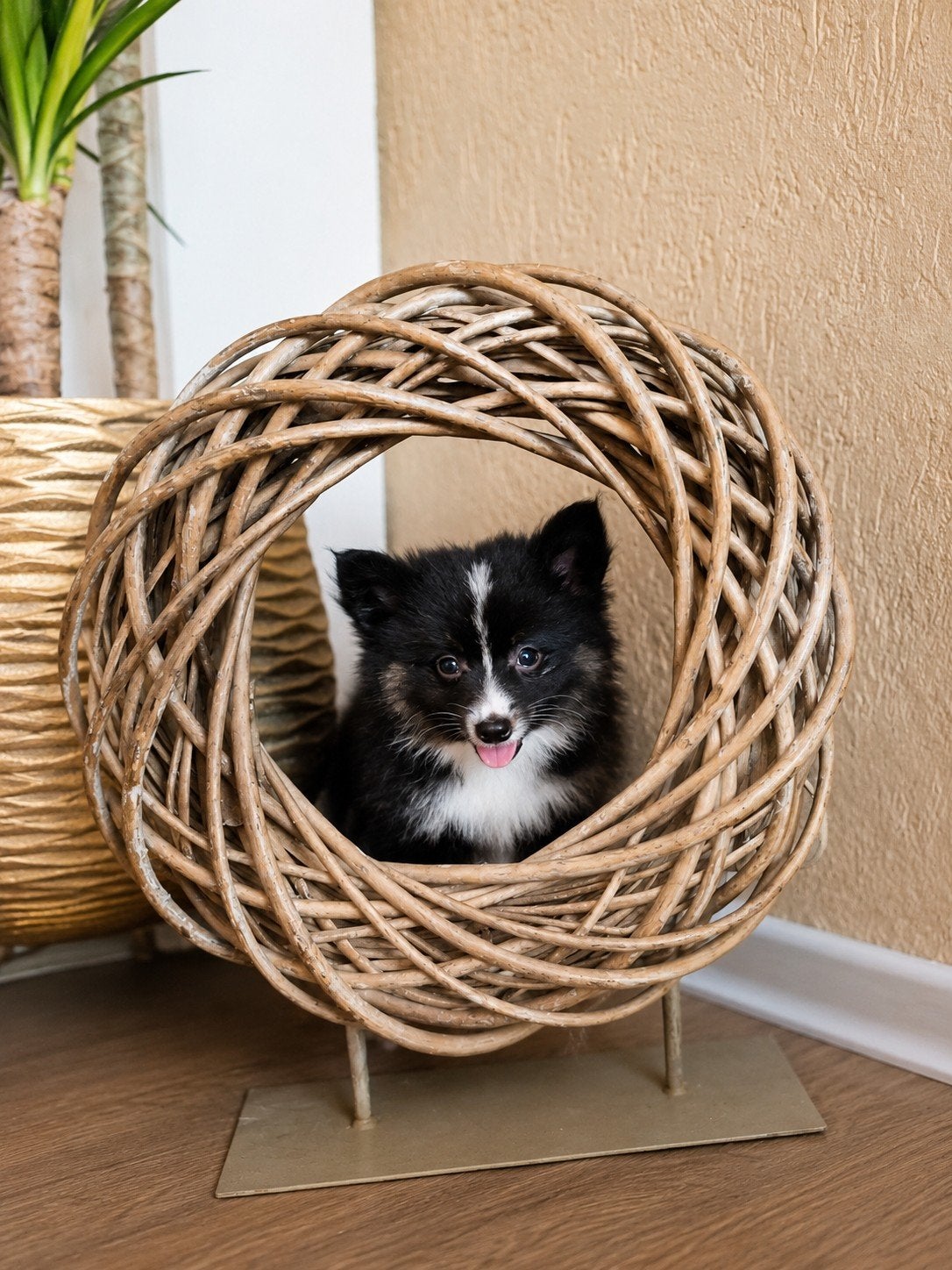 Pomsky pup (9weken) 💙Twix, Dieren en Toebehoren, Parvo, Nederland, 8 tot 15 weken, Eén hond