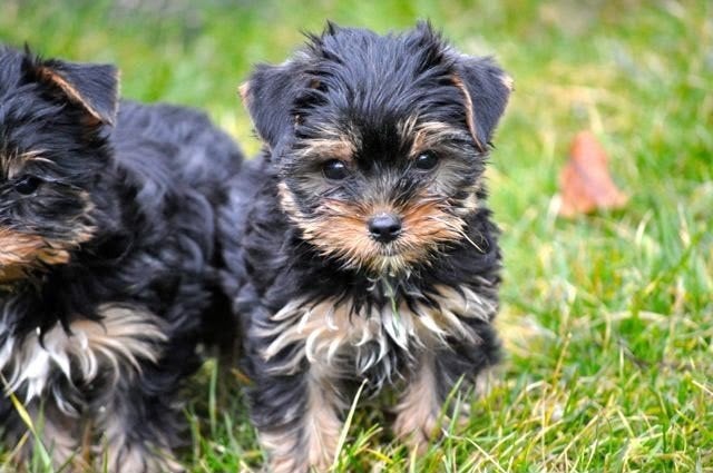Te koop mooie Yorks Terriër pups, Nederland, 8 tot 15 weken, Meerdere, Meerdere dieren