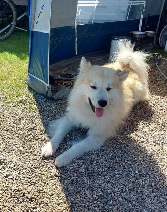 IJslandse hond x pomsky, Reu, 1 tot 2 jaar, Eén hond, Nederland