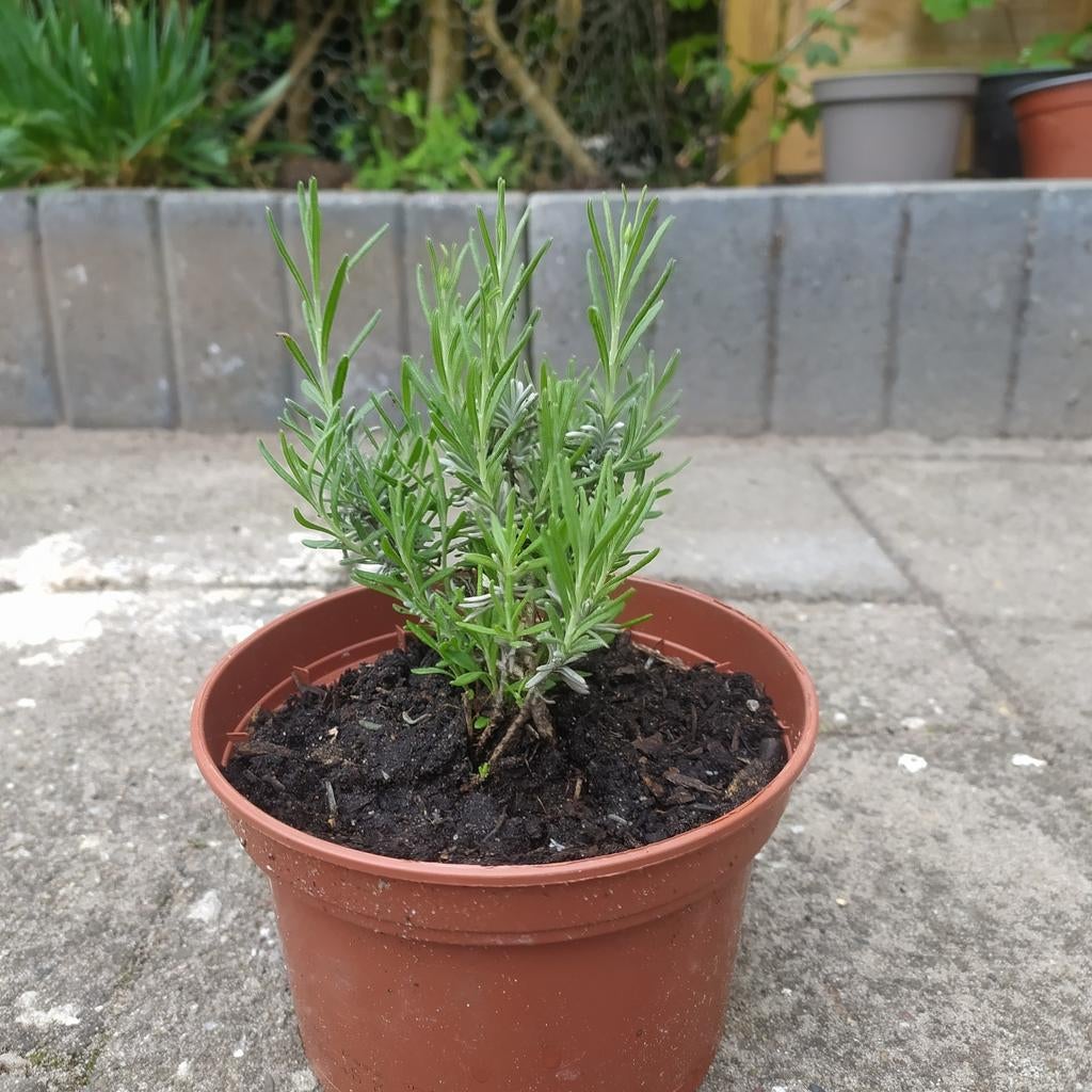 Lavendel, Ophalen, Overige soorten, Volle zon