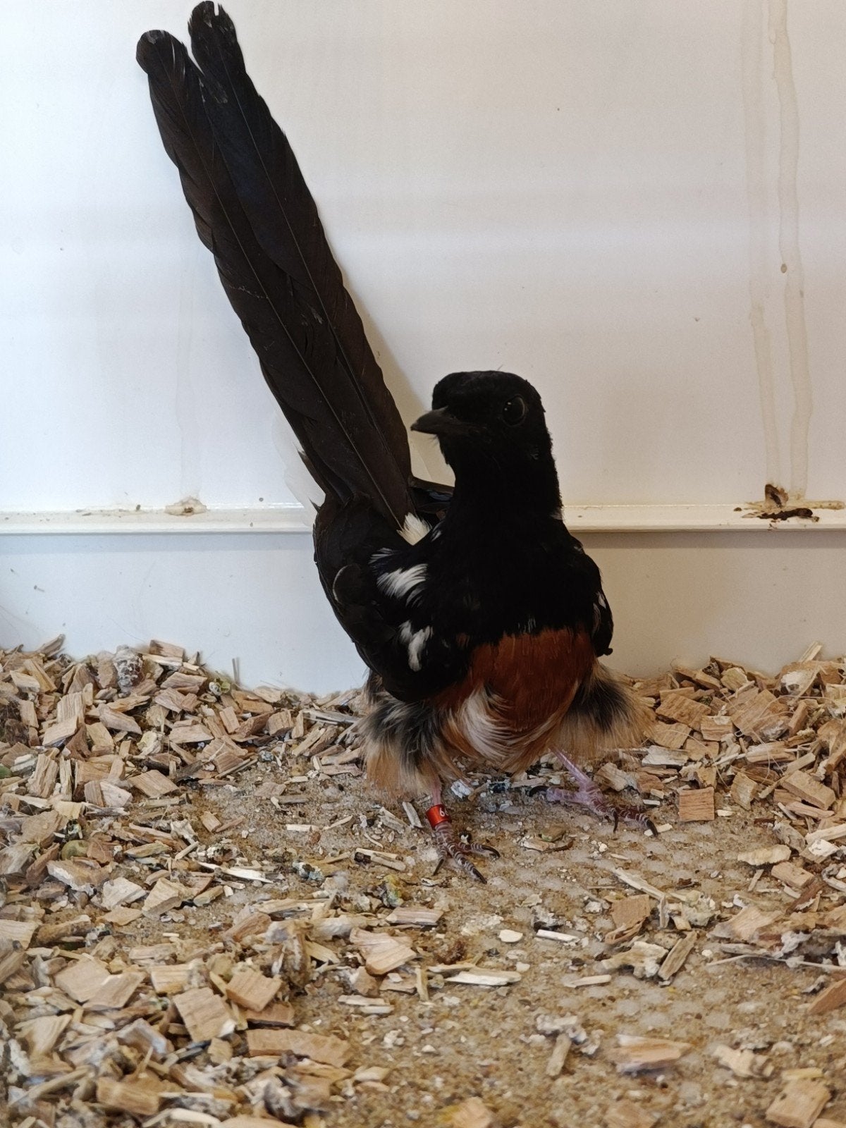 Te koop prachtig koppel schamalijsters, Dieren en Toebehoren, Meerdere dieren, Wildzangvogel, Geringd