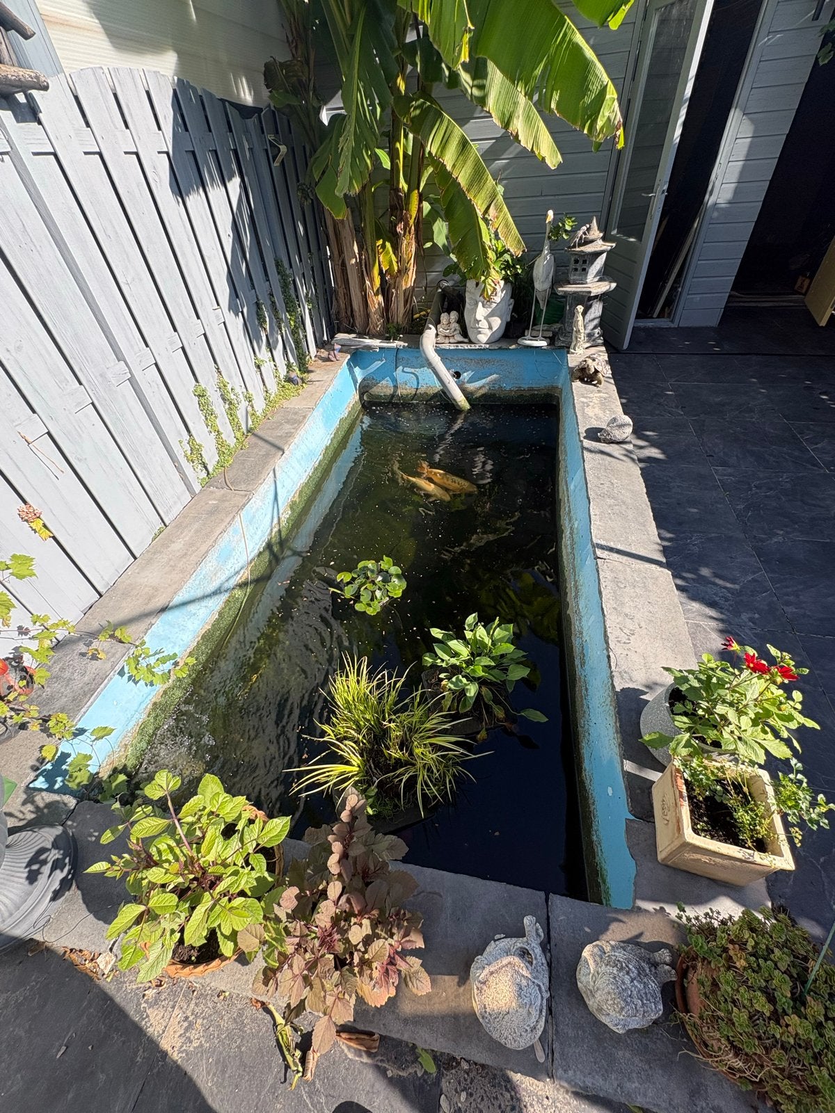 Complete vijver inclusief koikarpers, uv-lamp en filters, Tuin en Terras, Vijvers, Ophalen, Gebruikt