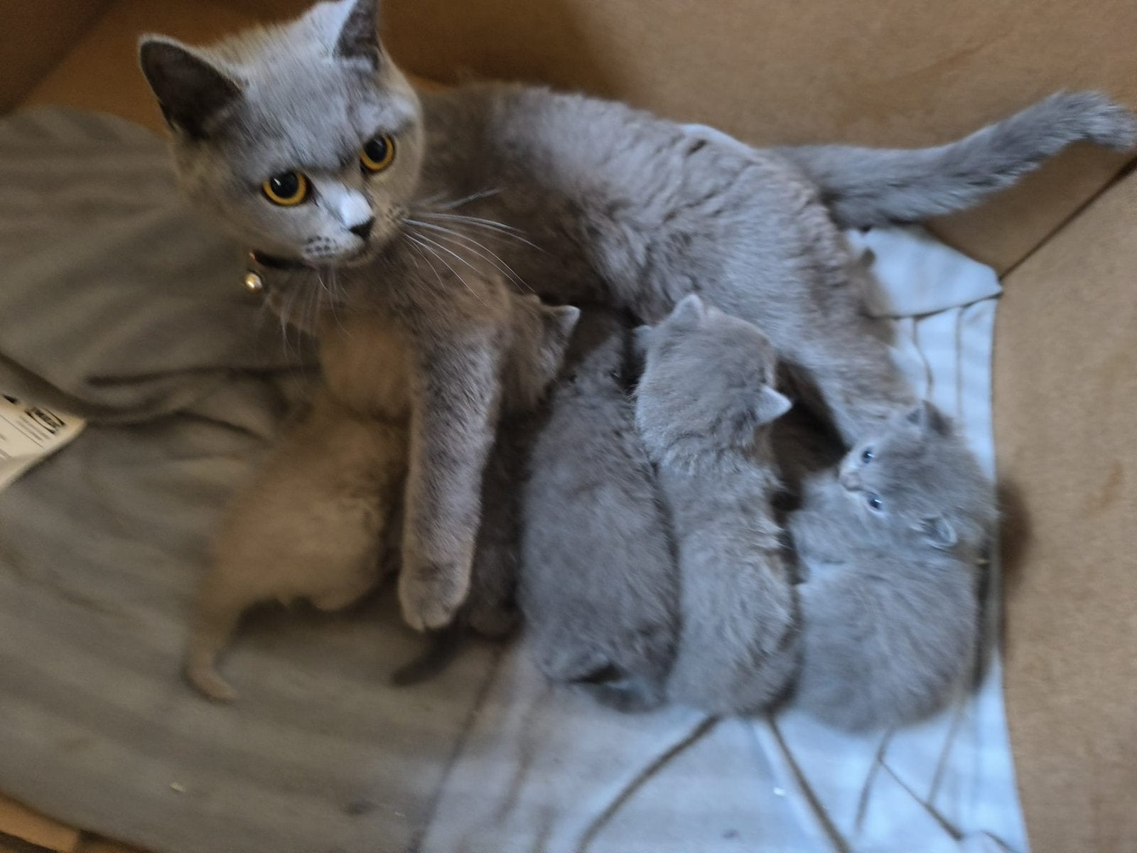 Britse Korthaar kittens, Geslacht onbekend, 0 tot 2 jaar