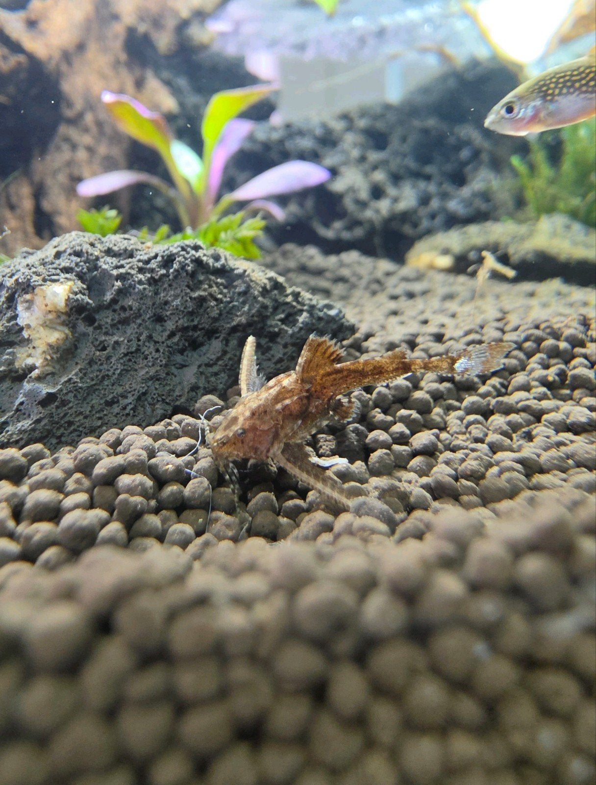 Aziatische mini steenmeervallen, Vis