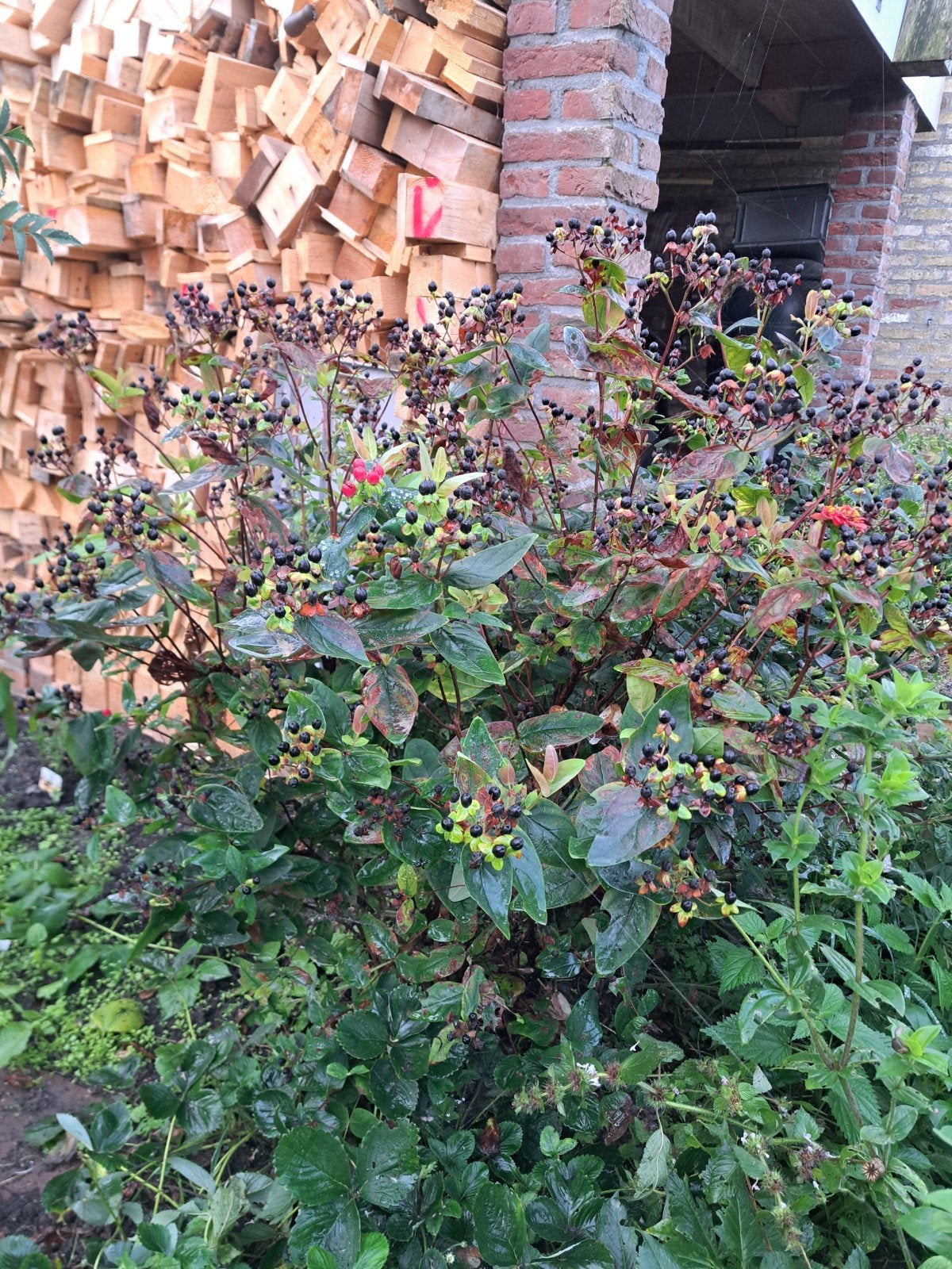 Gratis herfsthooi, Tuin en Terras, Ophalen, Overige soorten, Minder dan 100 cm