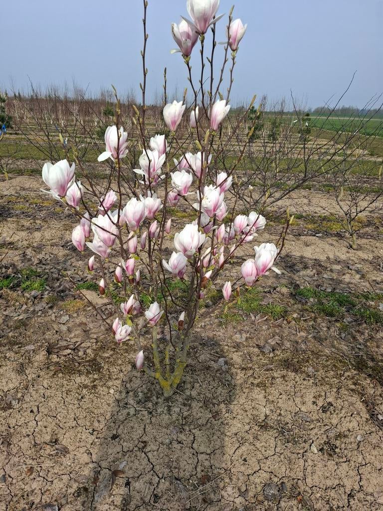 meerstammige magnolia soulangeana, Tuin en Terras, Planten | Bomen, Overige soorten, Lente, Ophalen, Volle zon