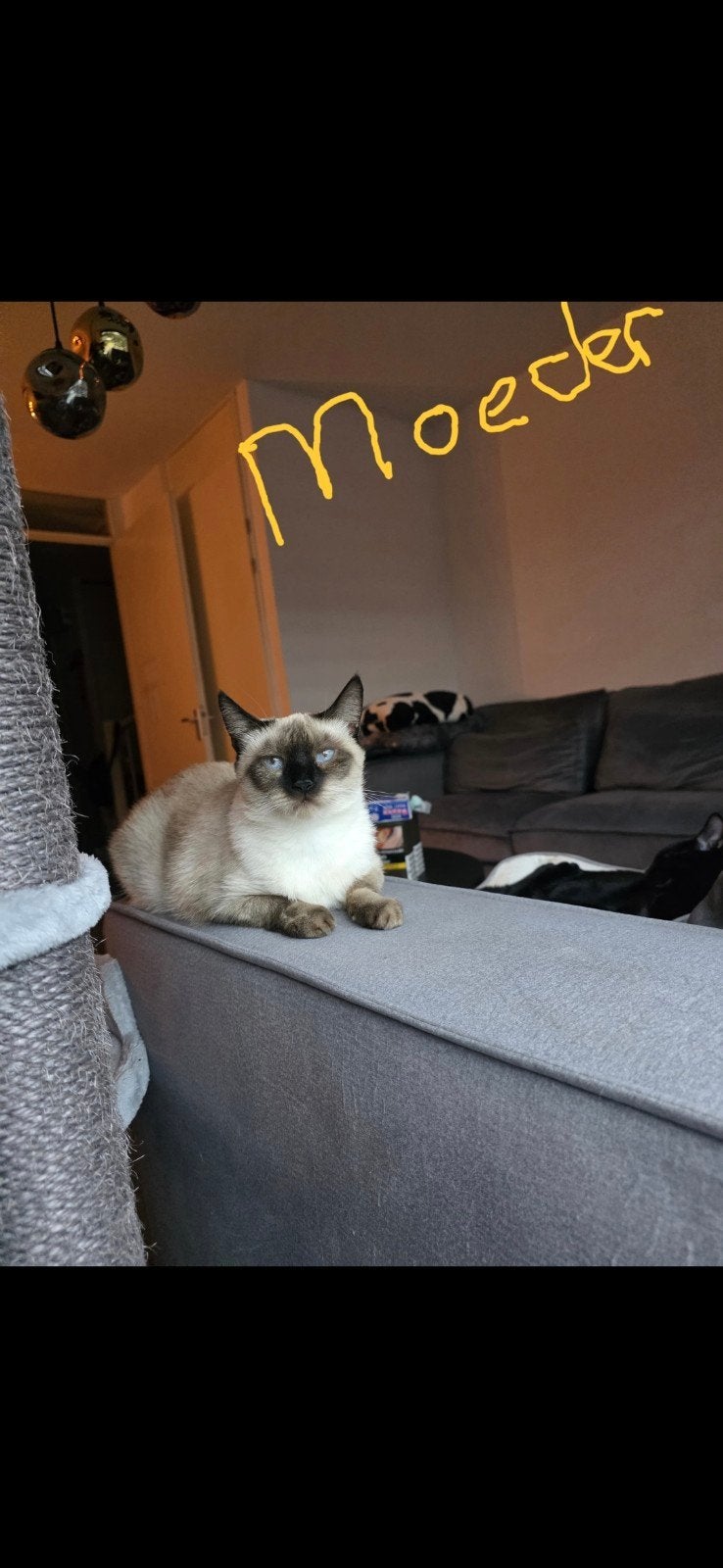 "Prachtige Siamese kittens uit raszuivere ouderdieren – 4 ki, Dieren en Toebehoren, Meerdere dieren, Ontwormd, 0 tot 2 jaar