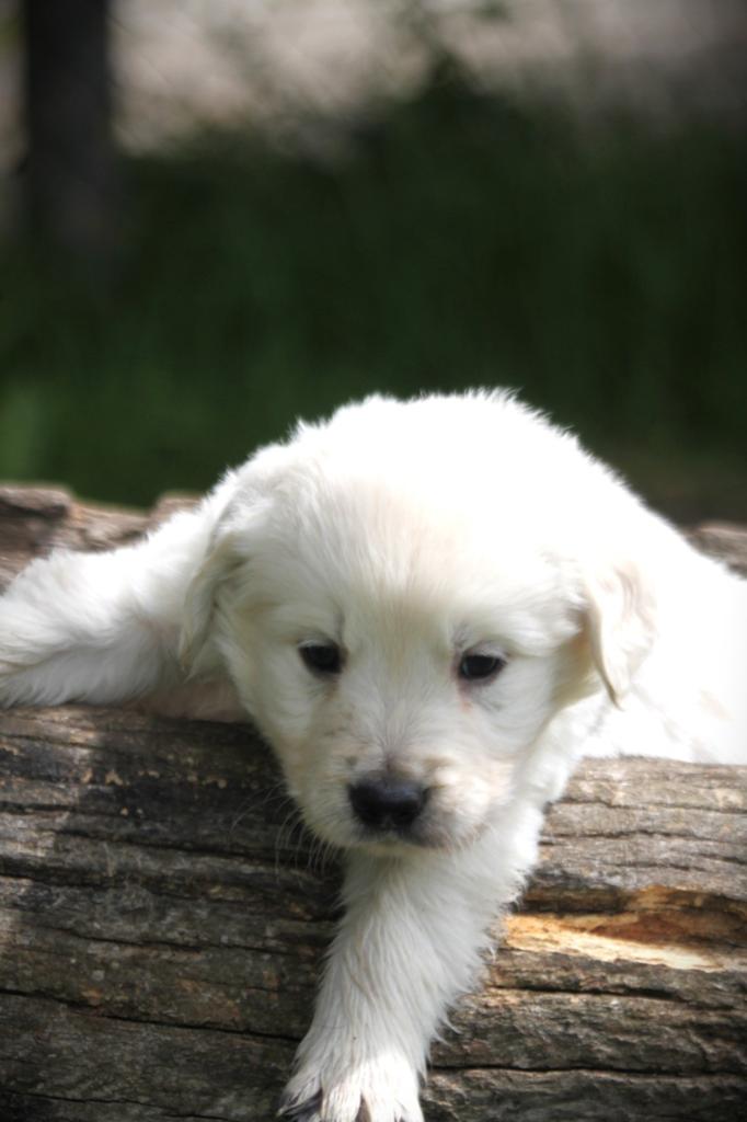 Golden Retriever pups te koop, Golden retriever, 8 tot 15 weken, Parvo, Meerdere