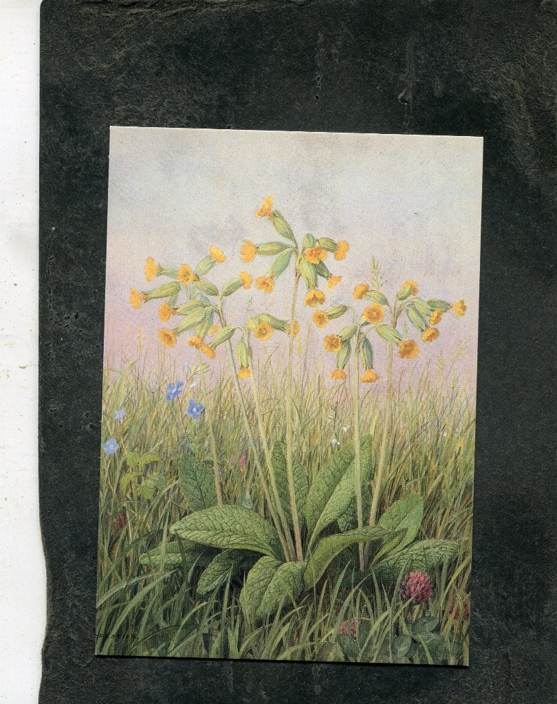 Ansicht M. Forestier - Cowslips, Verzenden, 1980 tot heden, Ongelopen