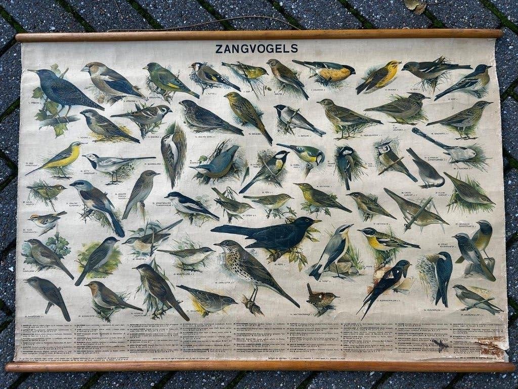 Zangvogels, Ophalen of Verzenden, Natuur en Biologie