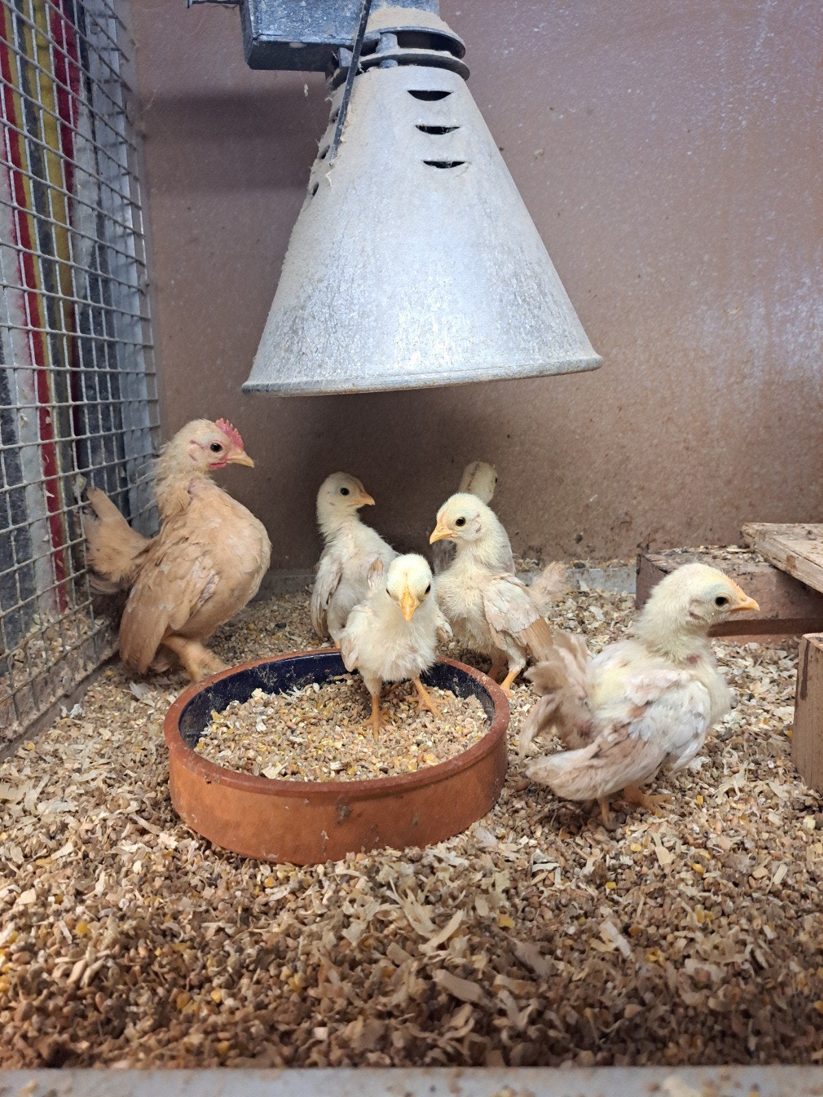 Ayam serama's kuikens, Dieren en Toebehoren, Mannelijk, Kip