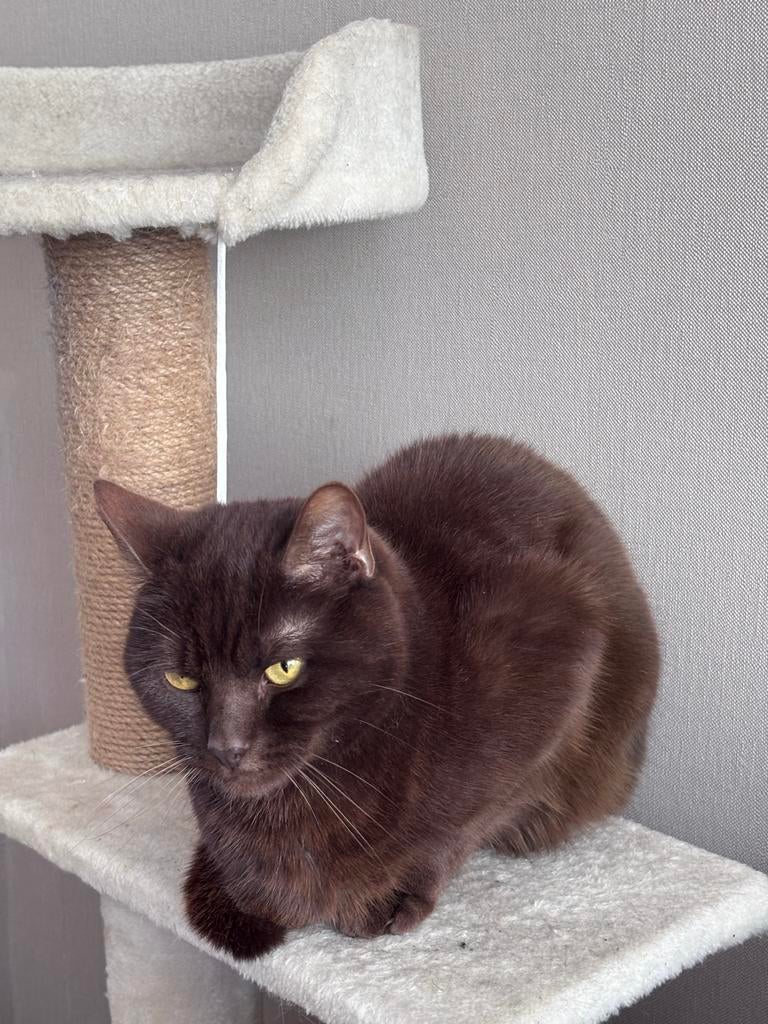 Britsekorthaar/europese kat, Kater