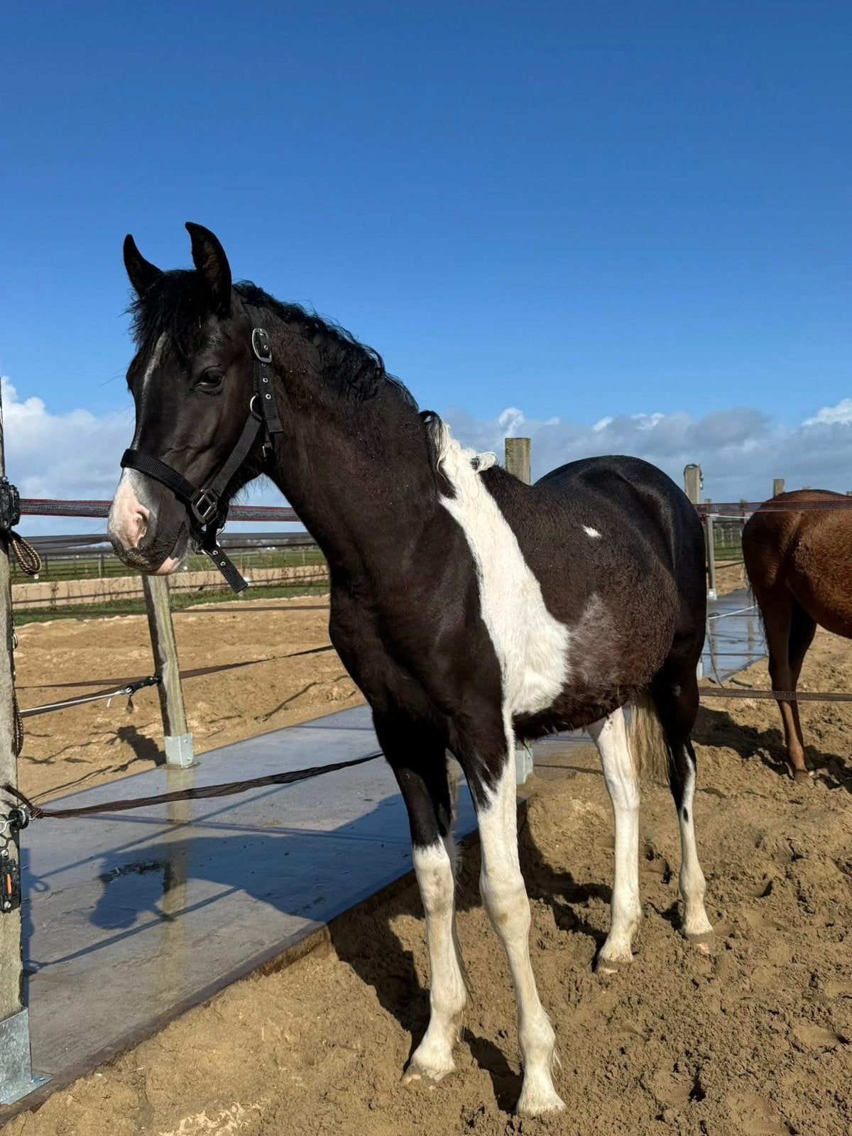 Uniek barock pinto hengst veulen / jaarling, Dieren en Toebehoren, Paarden, Met stamboom, Dressuurpaard, 0 tot 2 jaar, Hengst