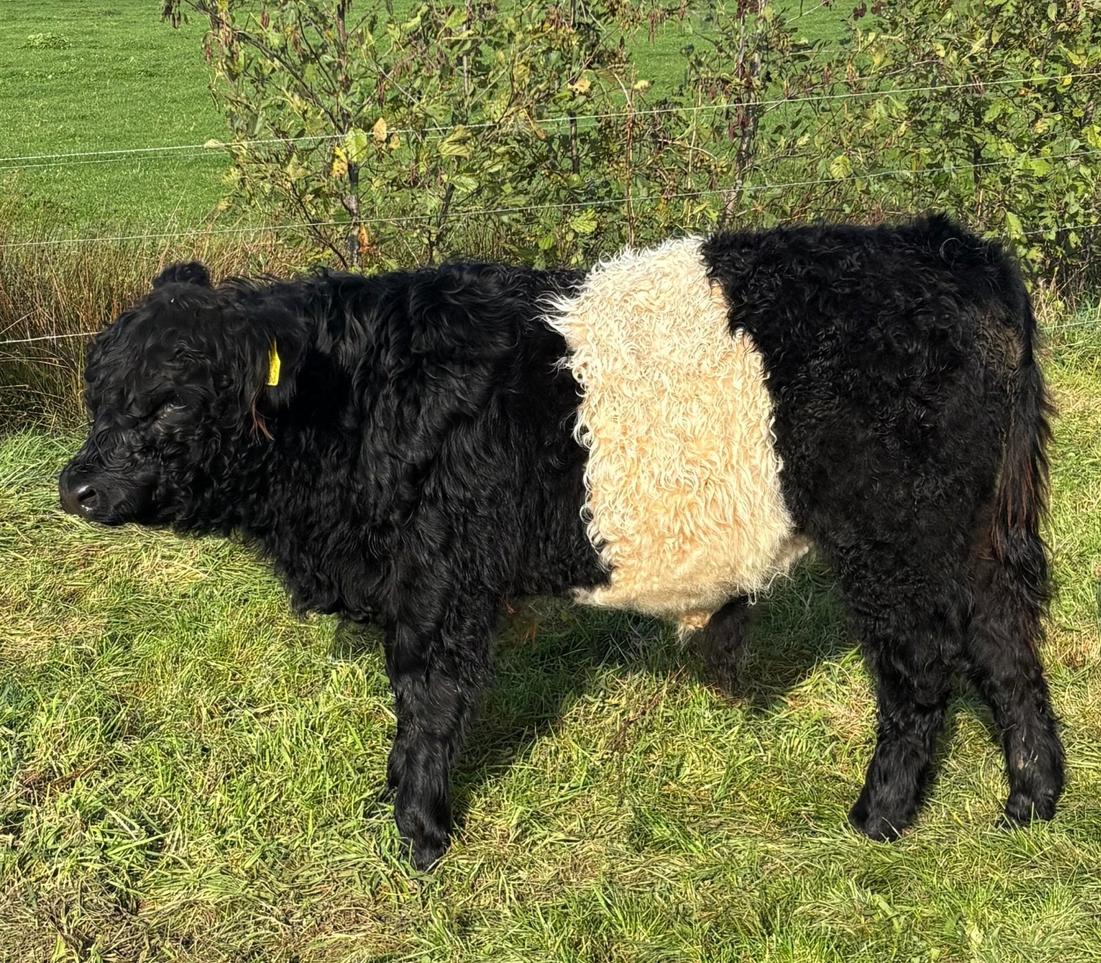 Te koop 3 stamboek belted galloway stieren, 1 dun vaarskslf, Dieren en Toebehoren, Meerdere dieren, 0 tot 2 jaar