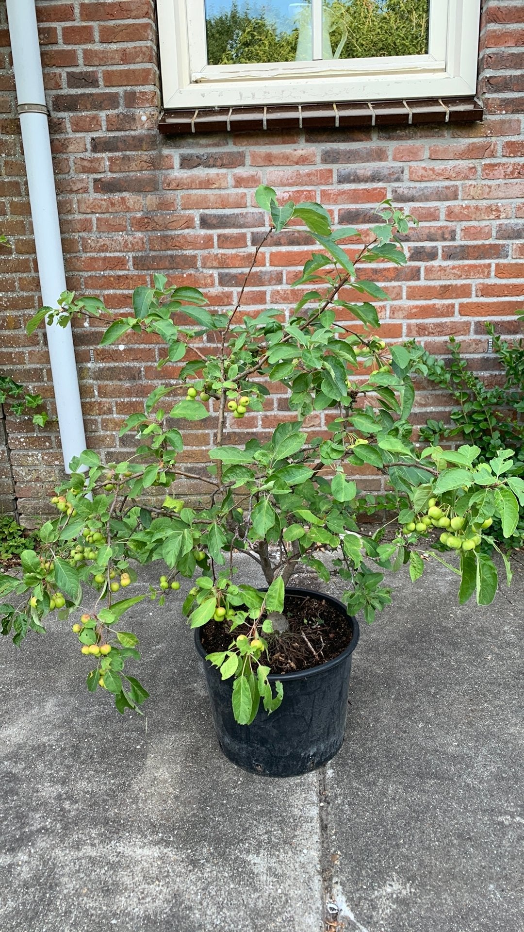 Te koop Sierappel, Ophalen of Verzenden, Overige soorten, Minder dan 100 cm