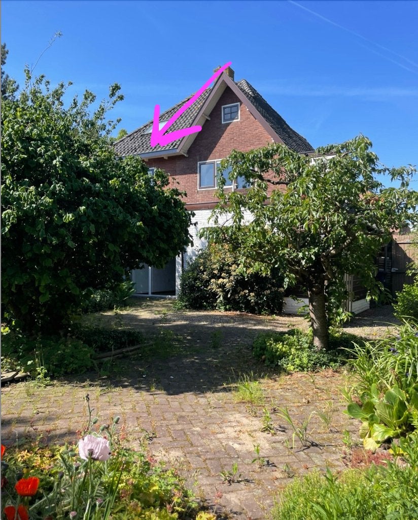 Krulhazelaar, Ophalen, Overige soorten, Struik, 250 cm of meer