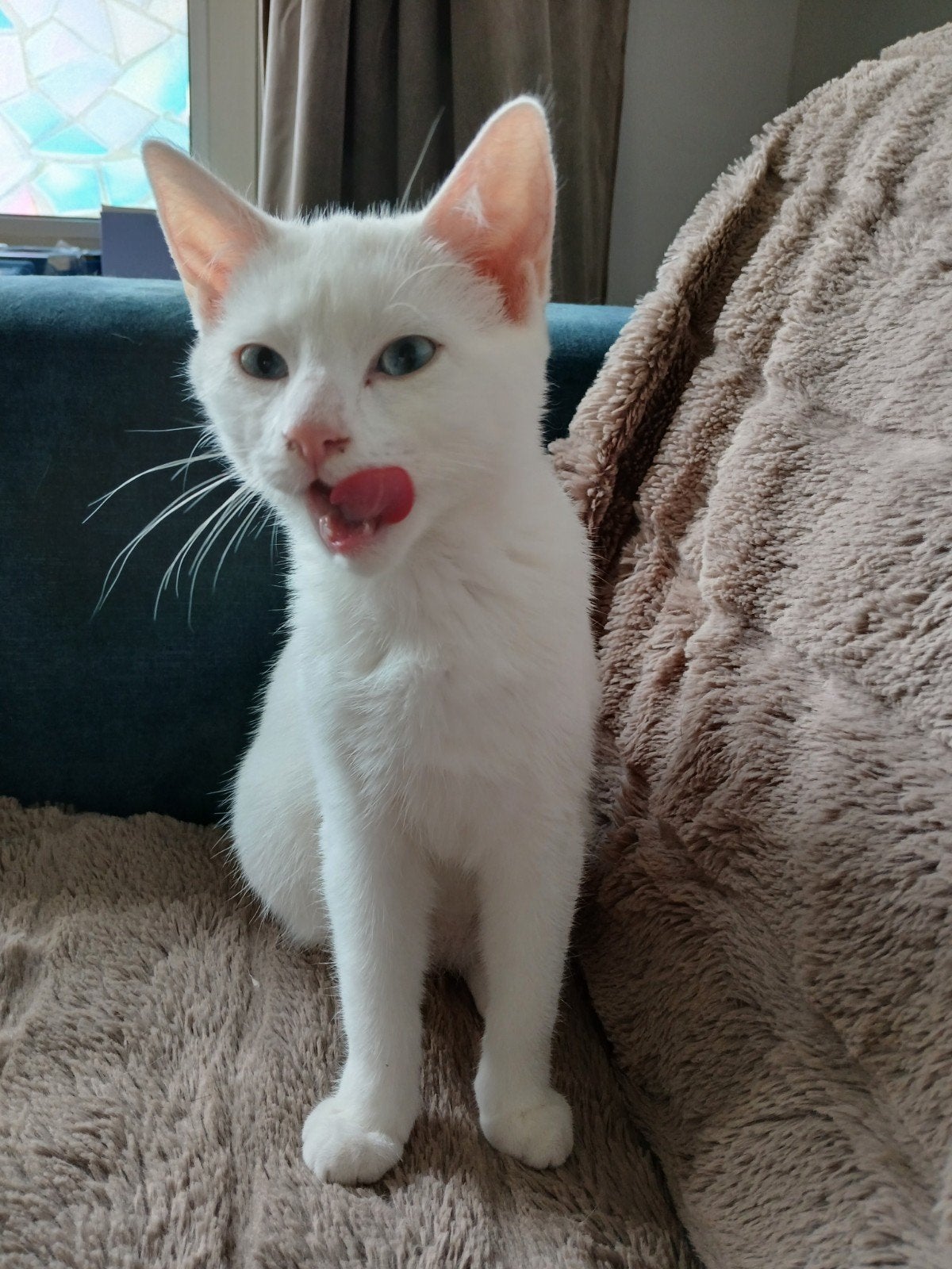 mooi lief kitten poesje, Poes, Kortharig, 0 tot 2 jaar