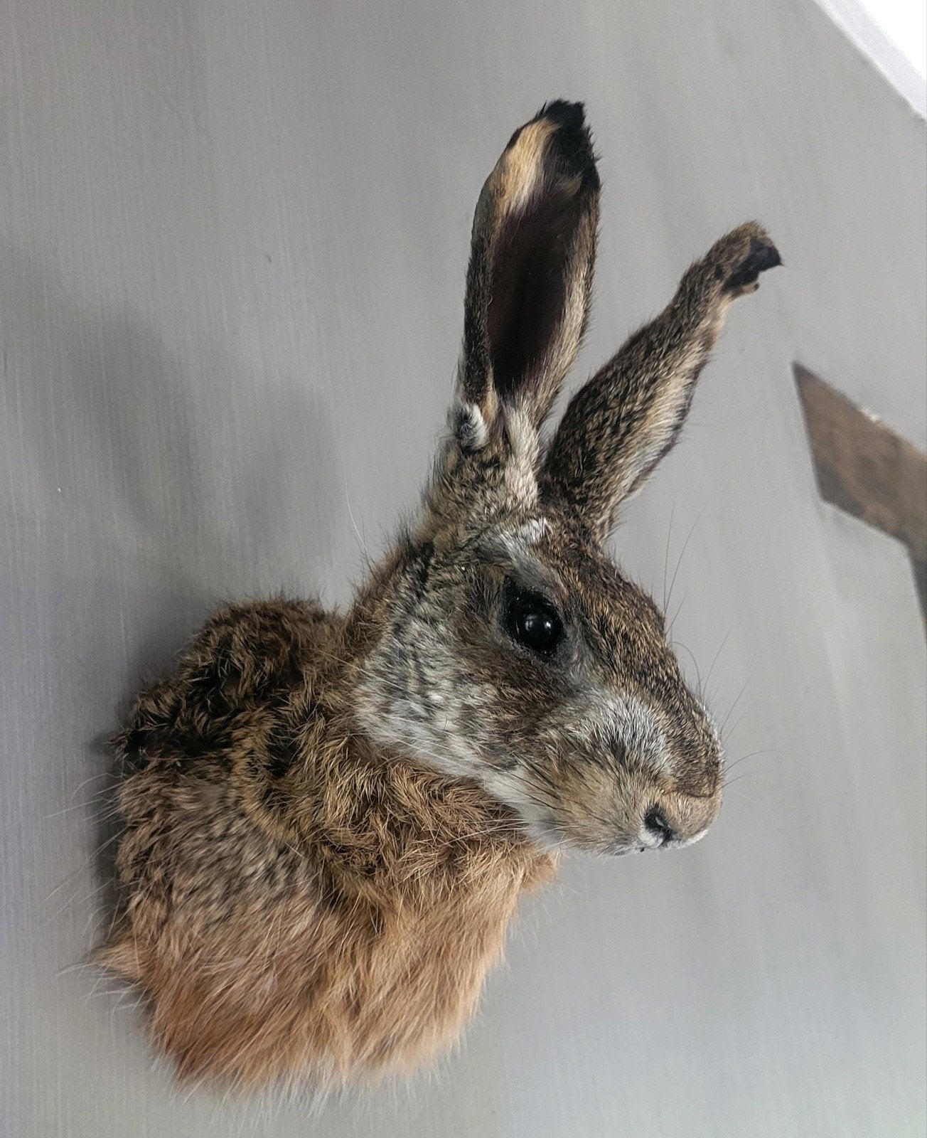 Taxidermie Haas - Opgezette Kop, Ophalen of Verzenden, Nieuw, Wild dier, Opgezet dier