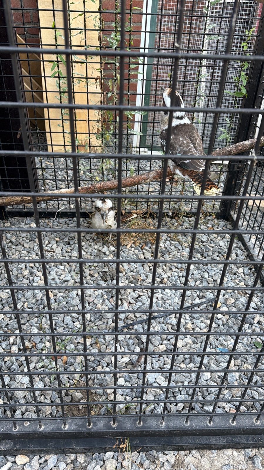Koppel Kookaburra, Meerdere dieren, Roofvogel, Geringd