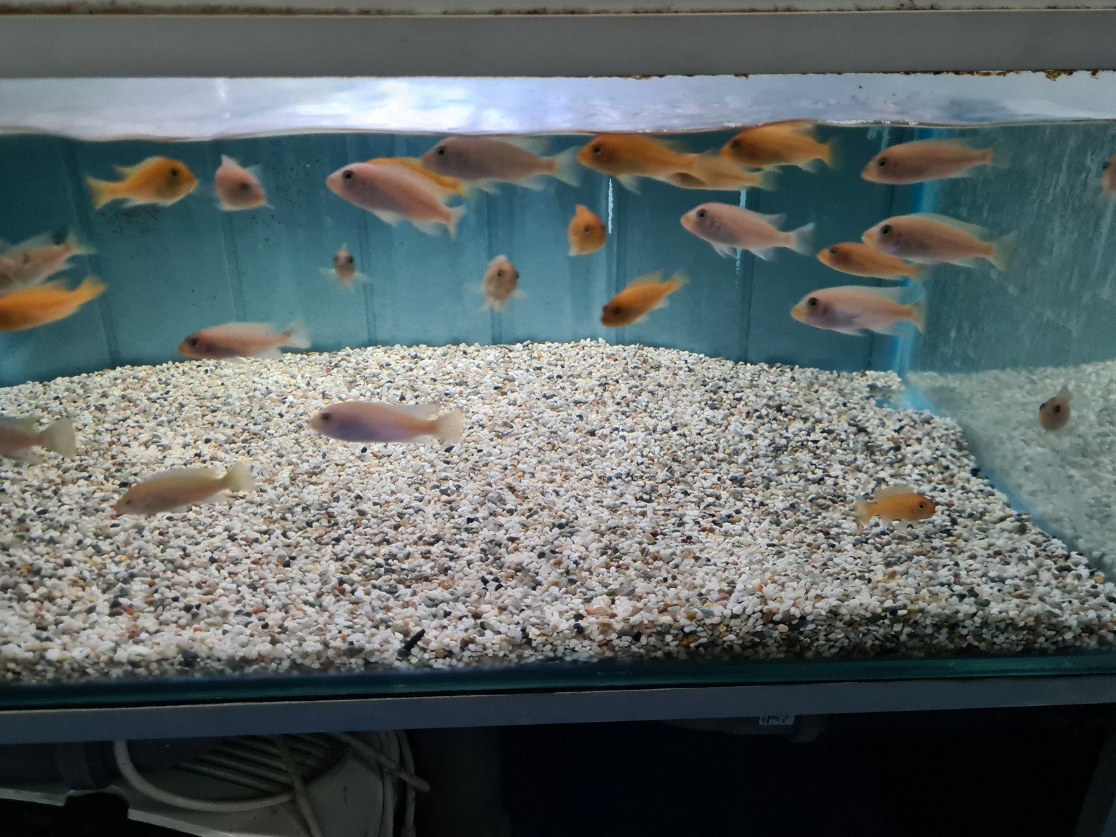 Metriaclima Zebra red and blue Malawi Cichliden, Vis, Zoetwatervis