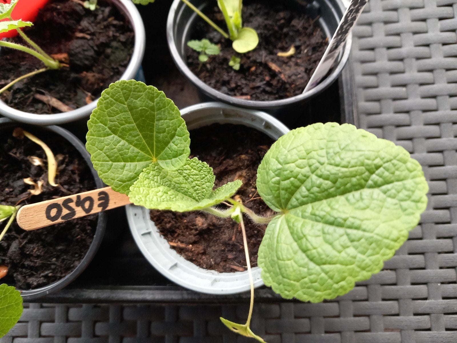 Stokroos-rood planten, Ophalen, Minder dan 100 cm, Overige soorten, Zomer