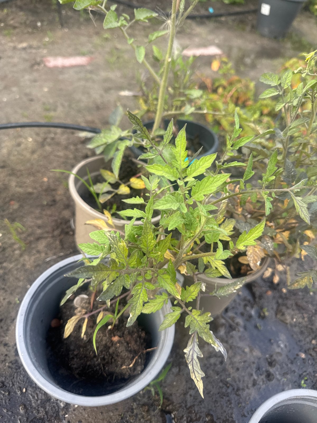 Gratis tomatenplantjes - Kweek je eigen tomaten!, Tuin en Terras, Planten | Tuinplanten, Ophalen, Volle zon, Groenteplanten, Eenjarig