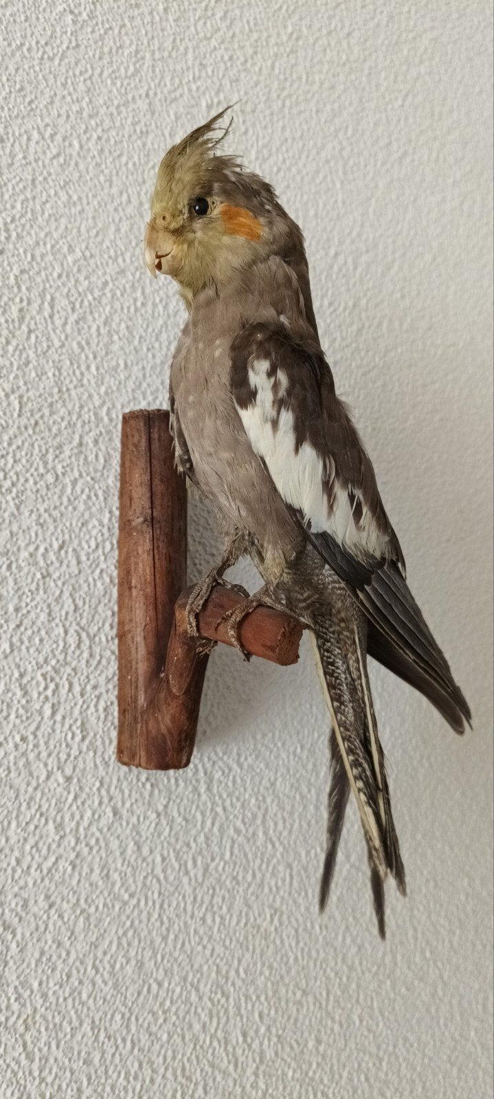 taxidermie opgezette Vogel Valkparkiet, Ophalen of Verzenden, Gebruikt, Vogel, Opgezet dier