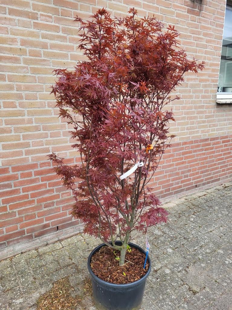 Mooie grote Japanse esdoorn, Ophalen of Verzenden, Overige soorten, Volle zon