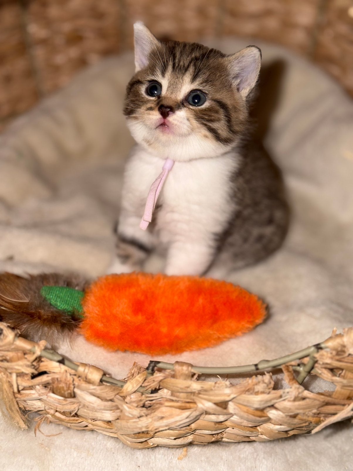 Prachtige Britse Korthaar tabby kittens, Dieren en Toebehoren, Meerdere dieren, Ontwormd