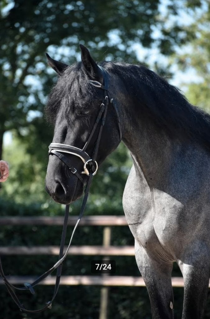 2 prachtige Murgese paarden te koop, Dieren en Toebehoren, Ruin, 3 tot 6 jaar, 160 tot 165 cm, Recreatiepaard